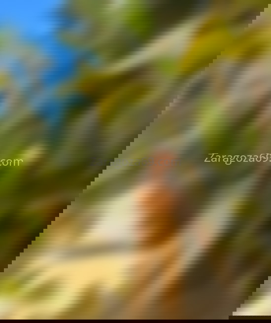 Leticia, joven brasileña. 642898216. Citas en ZARAGOZA, ZARAGOZA. www.zaragoza69.com.