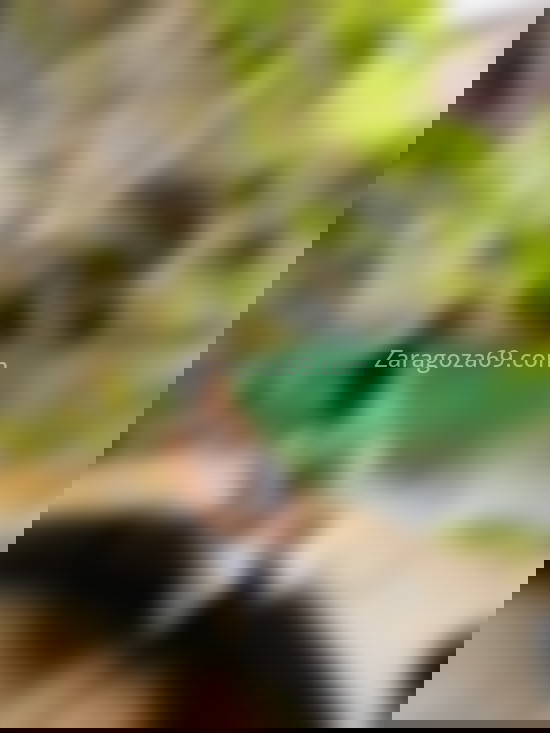 Dayana Prins, trans argentina. 631359097. Citas en ZARAGOZA, ZARAGOZA. www.zaragoza69.com.